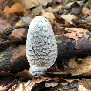 Shaggy Mane