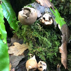 Stump Puffball