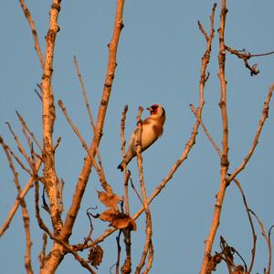 European Goldfinch