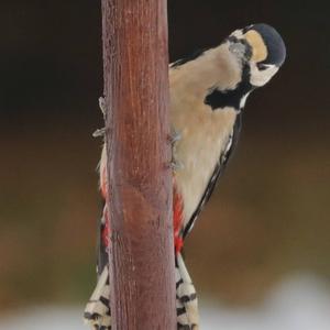 Great Spotted Woodpecker