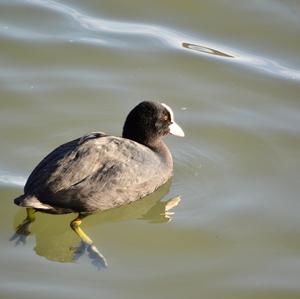 Bläßhuhn