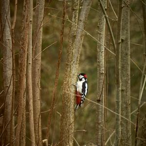 Great Spotted Woodpecker