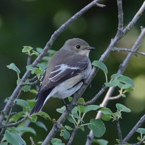 European Pied Flycatcher