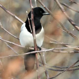 Black-billed Magpie