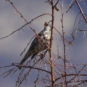 Mistle Thrush