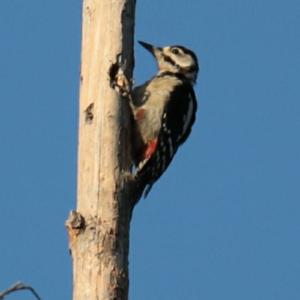 Great Spotted Woodpecker