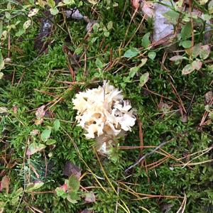 Eastern Cauliflower Mushroom