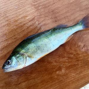 European perch