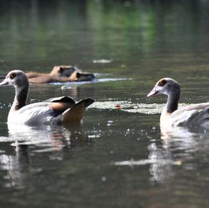 Egyptian Goose