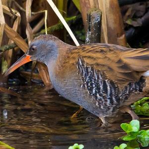 Water Rail