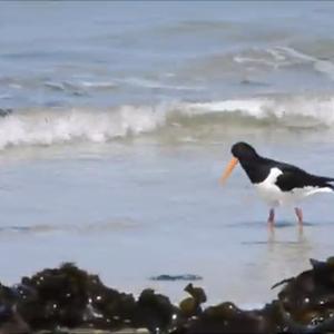 Eurasian Oystercatcher