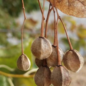 Small-leaved Linden