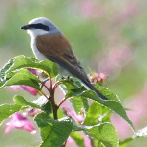 Red-backed Shrike