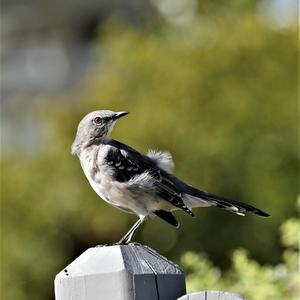 Grey Catbird