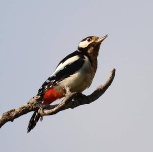 Great Spotted Woodpecker