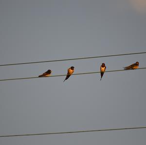 Barn Swallow