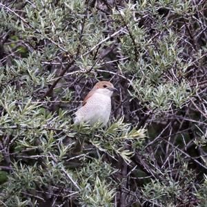 Red-backed Shrike