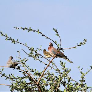 Laughing Dove