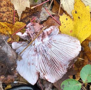 Geflecktblättriger Purpurschneckling