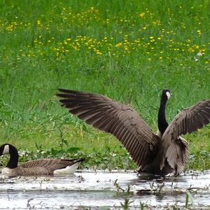 Canada Goose