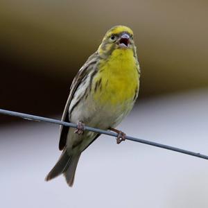 European Serin