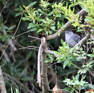 Grey Catbird