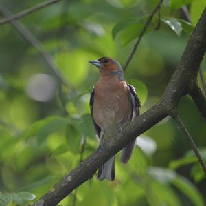 Eurasian Chaffinch