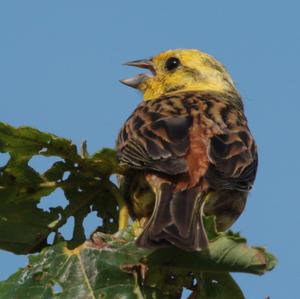 Yellowhammer