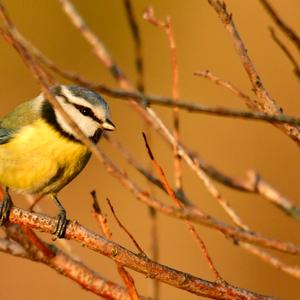 Blue Tit