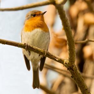 European Robin