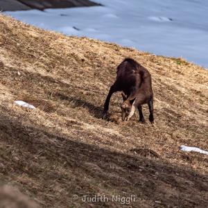 Chamois