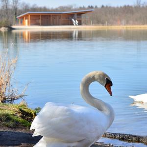 Höckerschwan