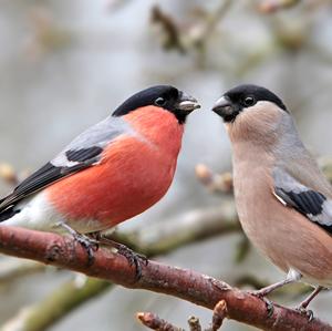 Eurasian Bullfinch