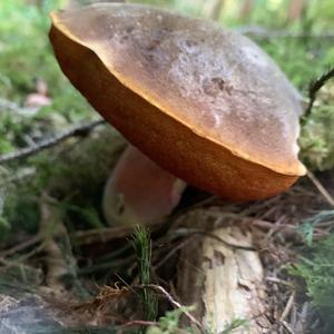 Dotted-stem Bolete