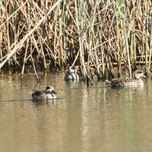 Marbled Teal