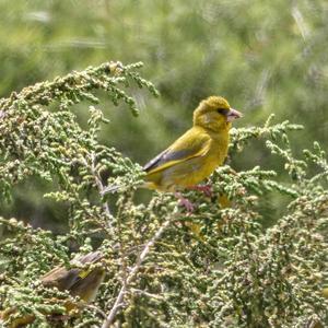 European Greenfinch