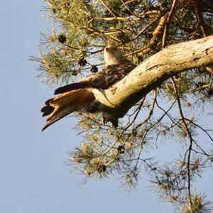 Red Kite