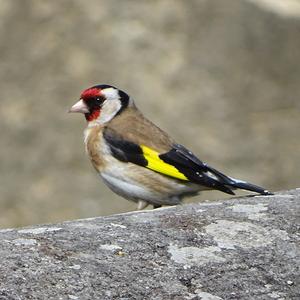 European Goldfinch