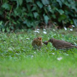 Song Thrush