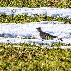 Eurasian Skylark