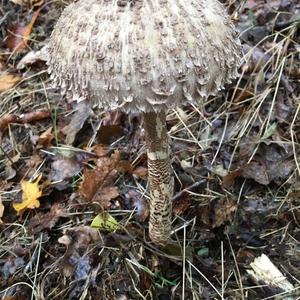 Parasol Mushroom