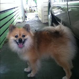 Pomeranian