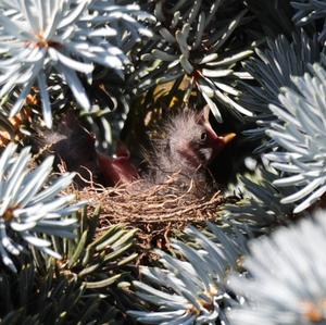 European Greenfinch