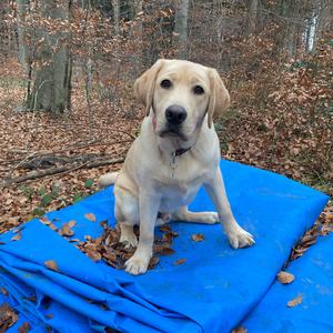 Retriever (Labrador)