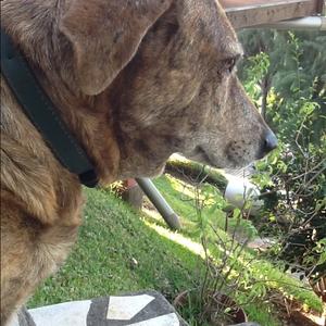 Unknown Breed