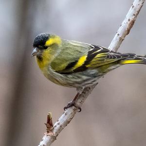 Eurasian Siskin