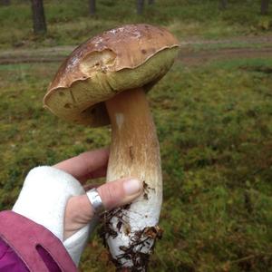 King Bolete