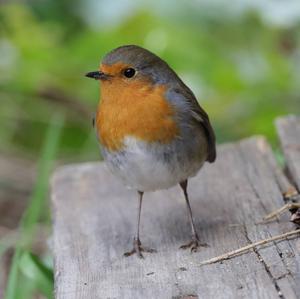 European Robin