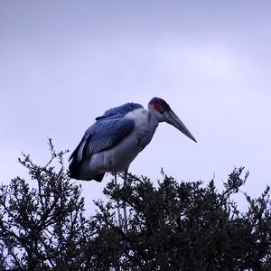 Marabou Stork