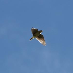 Eurasian Skylark